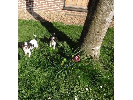 Βασιλιάς Charles Cavalier Pups